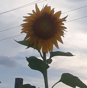 Meet your Posher, Kellie